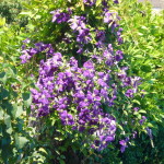 Clematis